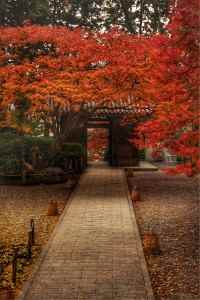 大興善寺　紅葉③